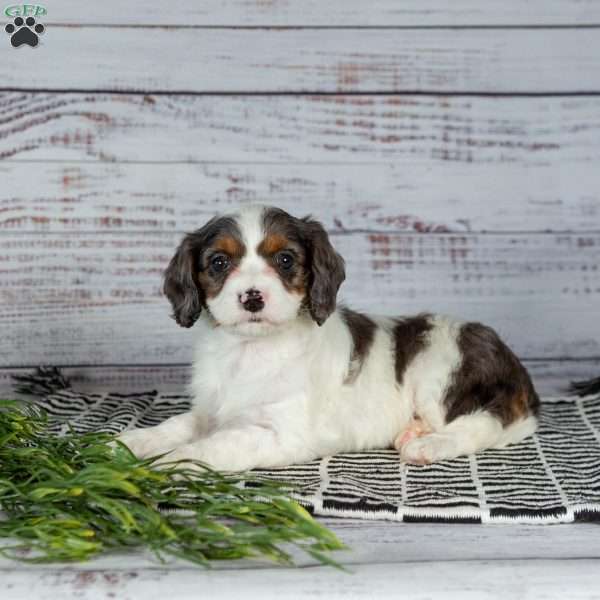 Elsie, Cavapoo Puppy